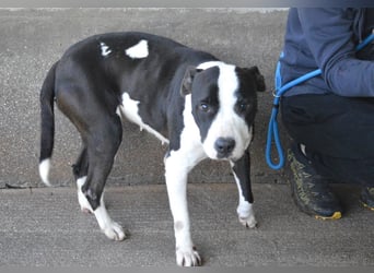 Isaette - Häschen in der Grube