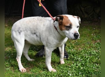 Abalyn - Piratin will Ihr Herz entern