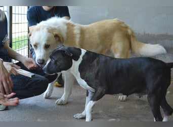 Isolde - Der Rosengarten ...