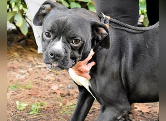 Cedrick - Power auf vier Pfoten