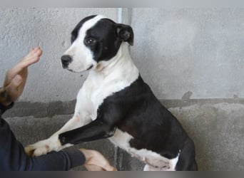 Isaette - Häschen in der Grube