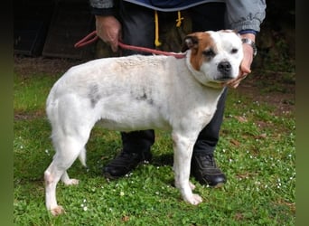 Abalyn - Piratin will Ihr Herz entern