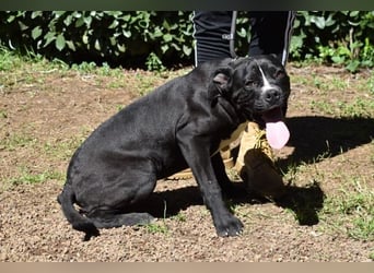 Charwen - Power auf vier Pfoten