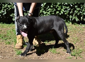 Cedrick - Power auf vier Pfoten