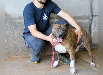 Durgesh - Stark, treu und immer übersehen