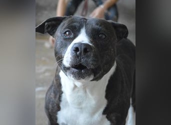 Isolde - Der Rosengarten ...