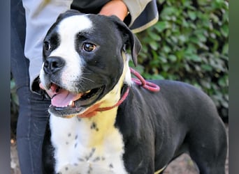 Cailee - Power auf vier Pfoten