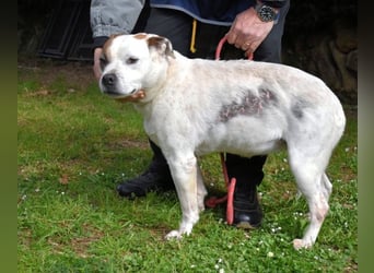 Abalyn - Piratin will Ihr Herz entern