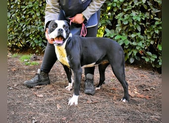 Cailee - Power auf vier Pfoten