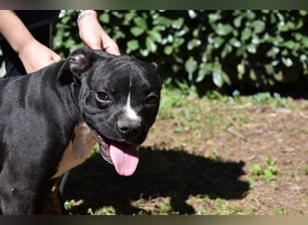 Cedrick - Power auf vier Pfoten