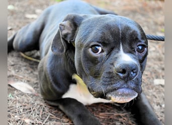 Cedrick - Power auf vier Pfoten