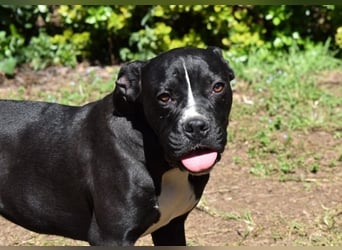 Charwen - Power auf vier Pfoten