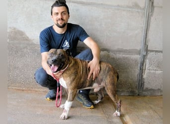 Durgesh - Stark, treu und immer übersehen