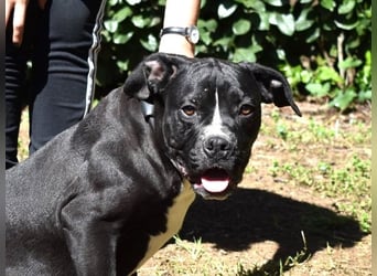 Charwen - Power auf vier Pfoten