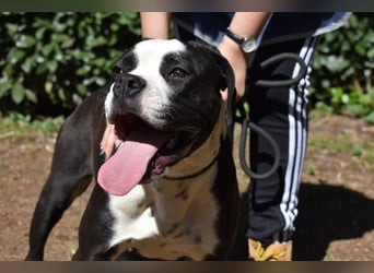 Cailee - Power auf vier Pfoten