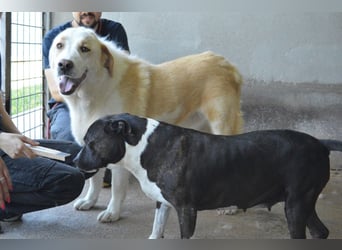 Isolde - Der Rosengarten ...