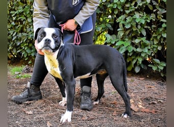 Cailee - Power auf vier Pfoten