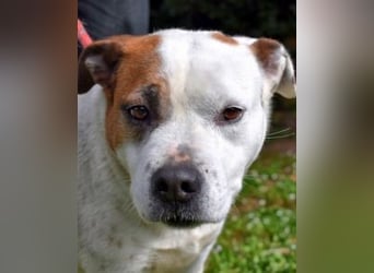 Abalyn - Piratin will Ihr Herz entern