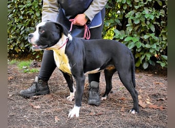 Cailee - Power auf vier Pfoten