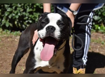 Cailee - Power auf vier Pfoten