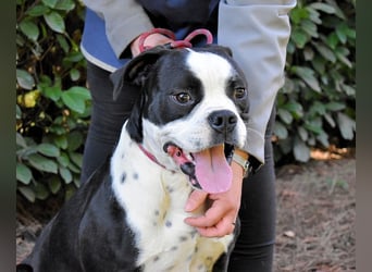 Cailee - Power auf vier Pfoten