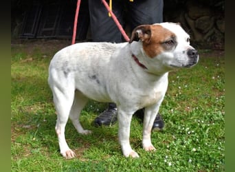 Abalyn - Piratin will Ihr Herz entern