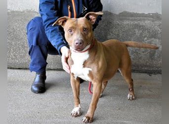 Aschette - SOS - Früher hat sie gelächelt