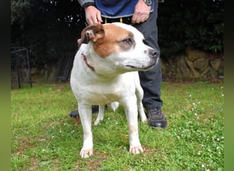 Abalyn - Piratin will Ihr Herz entern