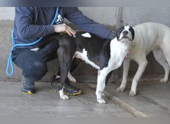 Isaette - Häschen in der Grube