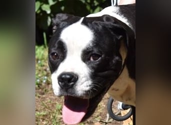 Cailee - Power auf vier Pfoten