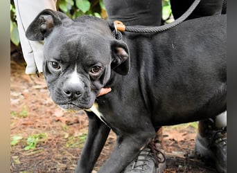 Cedrick - Power auf vier Pfoten