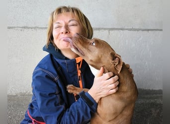 Aschette - SOS - Früher hat sie gelächelt