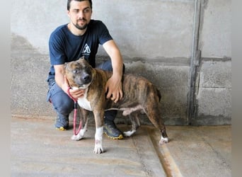 Durgesh - Stark, treu und immer übersehen