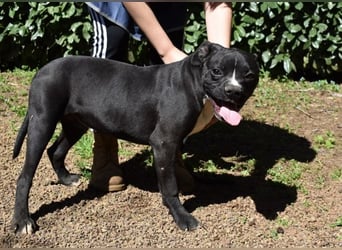 Cedrick - Power auf vier Pfoten