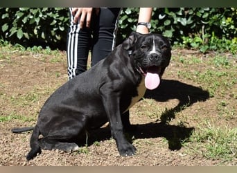 Charwen - Power auf vier Pfoten