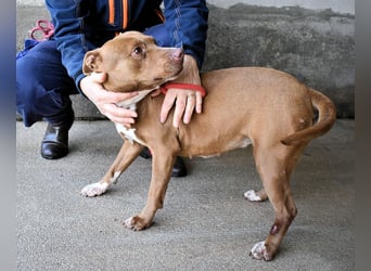 Aschette - SOS - Früher hat sie gelächelt