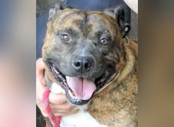 Durgesh - Stark, treu und immer übersehen