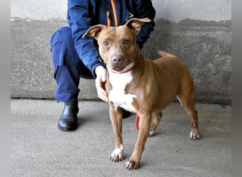 Aschette - SOS - Früher hat sie gelächelt