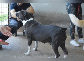 Isolde - Der Rosengarten ...