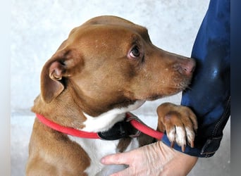 Aschette - SOS - Früher hat sie gelächelt