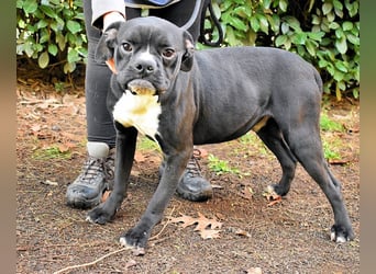 Cedrick - Power auf vier Pfoten