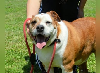 Nubio - ein Herzenshund für Liebhaber