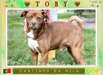 Cantinho da Milu ❤️ TOBY - ein sehr freundlicher Junge