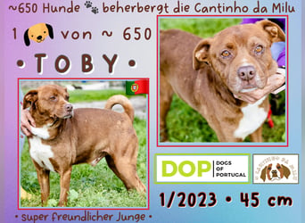 Cantinho da Milu ❤️ TOBY - ein sehr freundlicher Junge