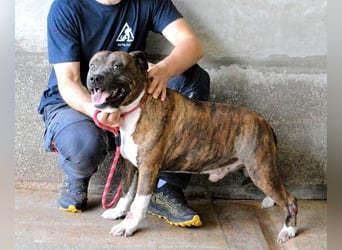 Durgesh - Stark, treu und immer übersehen