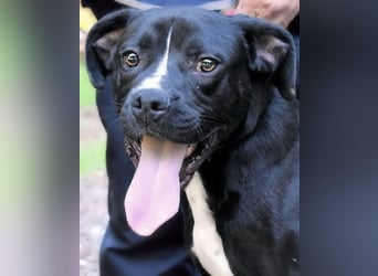 Charwen - Power auf vier Pfoten