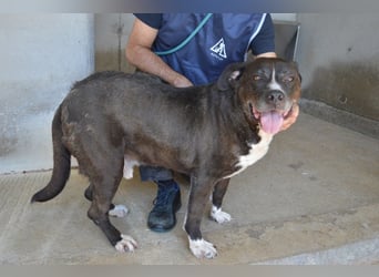 Bolivar - Vier Pfoten für ein Halleluja!