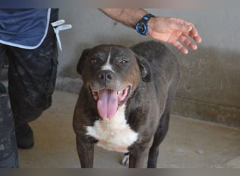 Bolivar - Vier Pfoten für ein Halleluja!