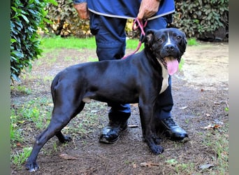 Charwen - Power auf vier Pfoten