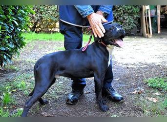 Charwen - Power auf vier Pfoten